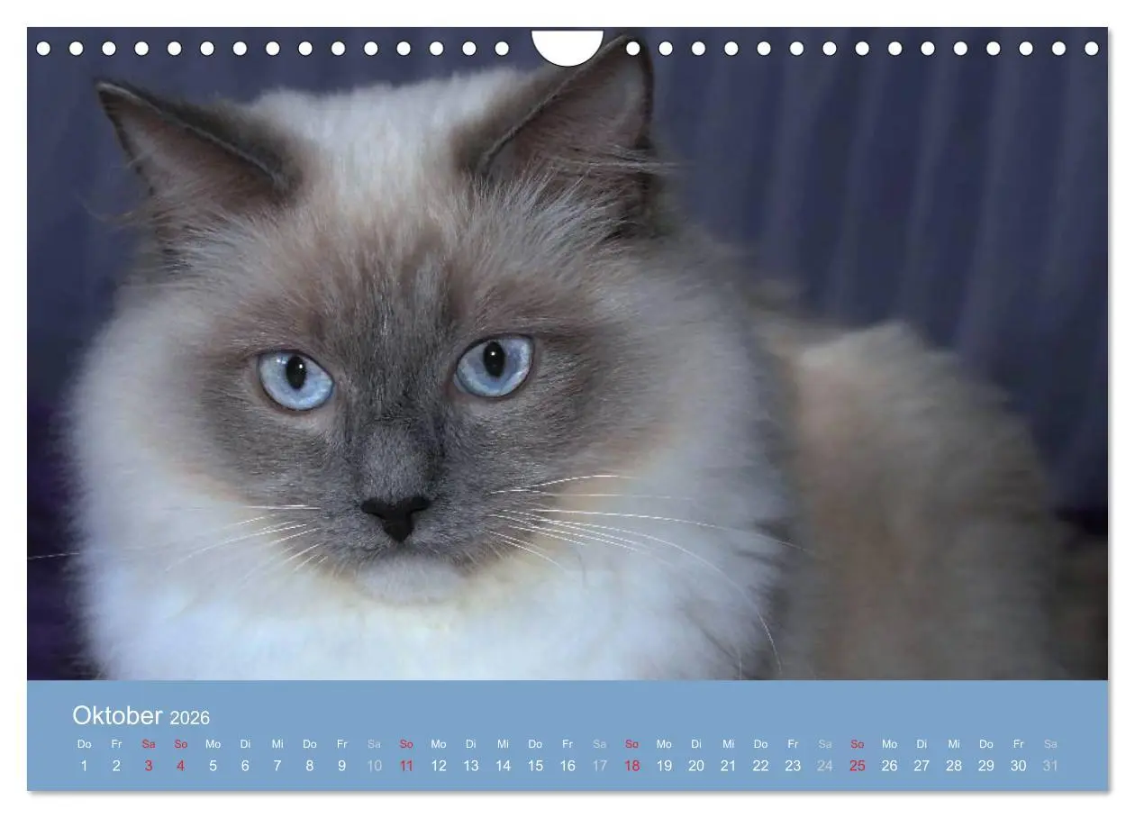 Bild: 9783516153422 | Engel auf 4 Pfoten - Ragdolls 2026 (Wandkalender 2026 DIN A4 quer),...