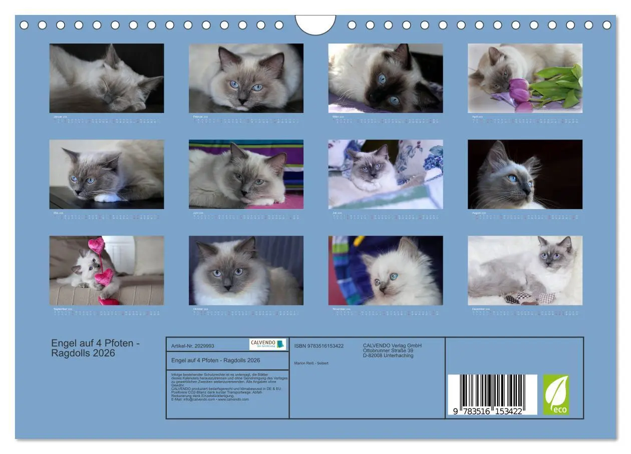 Bild: 9783516153422 | Engel auf 4 Pfoten - Ragdolls 2026 (Wandkalender 2026 DIN A4 quer),...