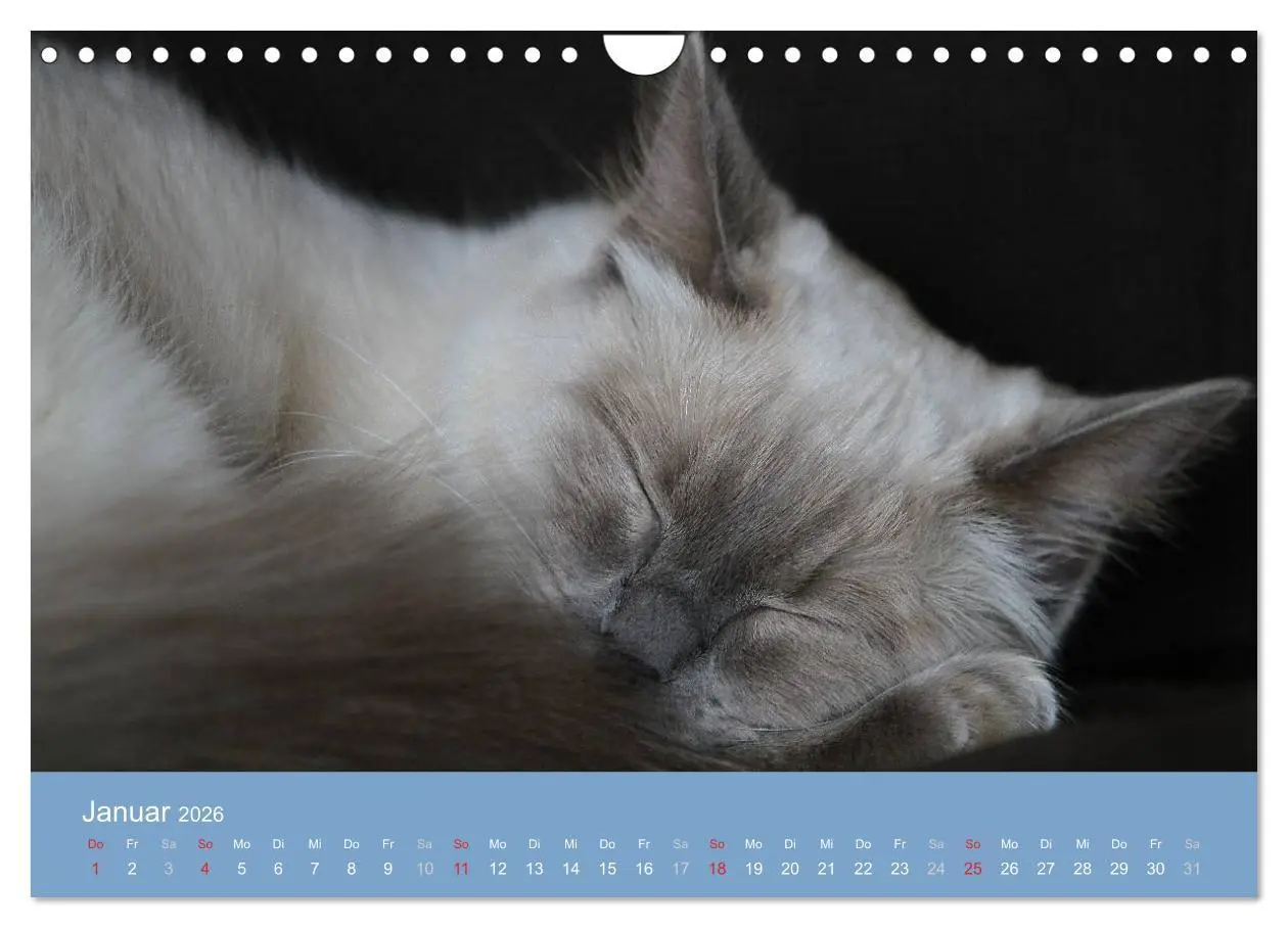 Bild: 9783516153422 | Engel auf 4 Pfoten - Ragdolls 2026 (Wandkalender 2026 DIN A4 quer),...