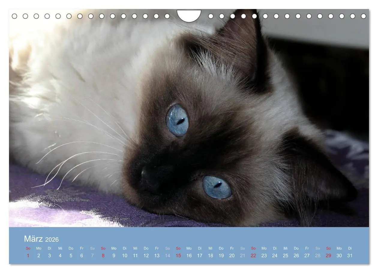 Bild: 9783516153422 | Engel auf 4 Pfoten - Ragdolls 2026 (Wandkalender 2026 DIN A4 quer),...