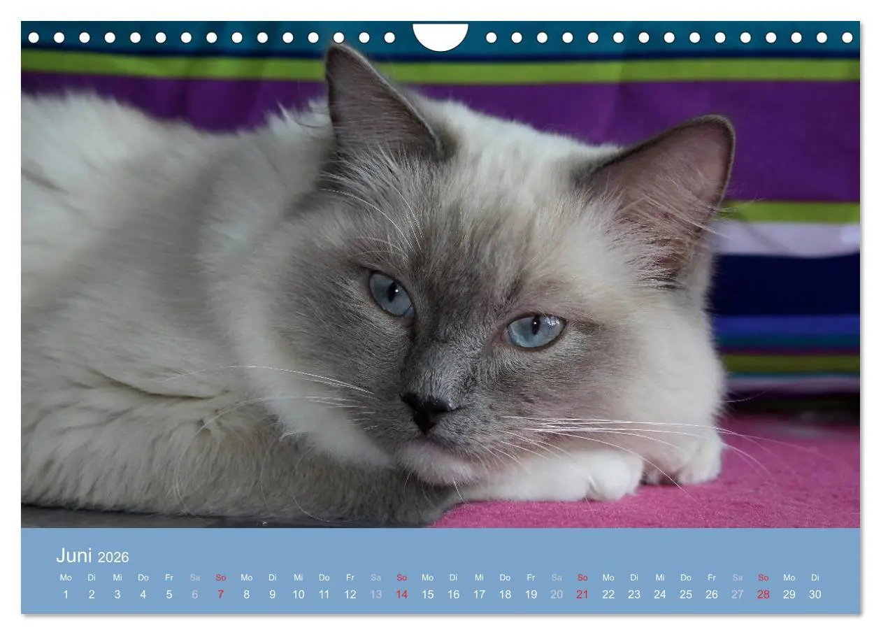 Bild: 9783516153422 | Engel auf 4 Pfoten - Ragdolls 2026 (Wandkalender 2026 DIN A4 quer),...