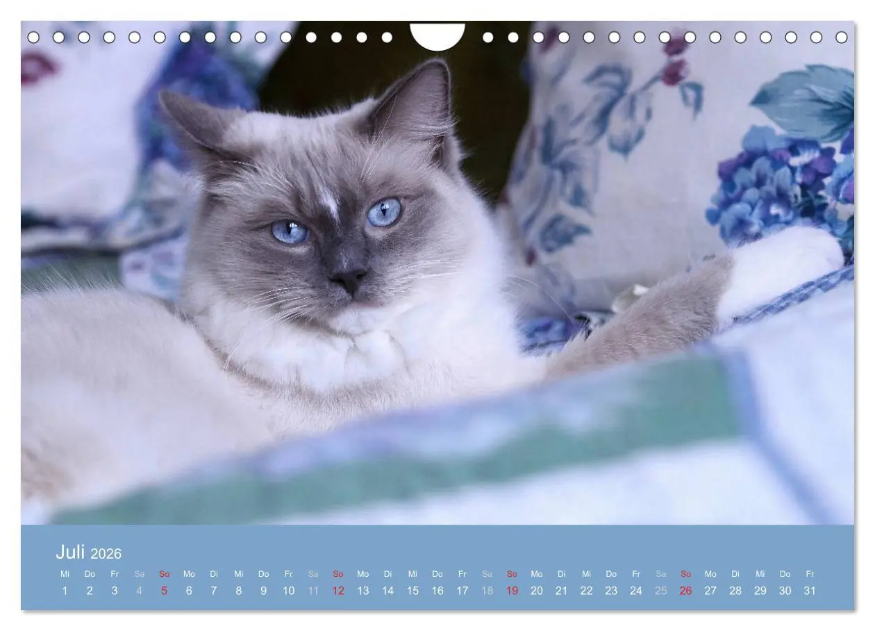 Bild: 9783516153422 | Engel auf 4 Pfoten - Ragdolls 2026 (Wandkalender 2026 DIN A4 quer),...