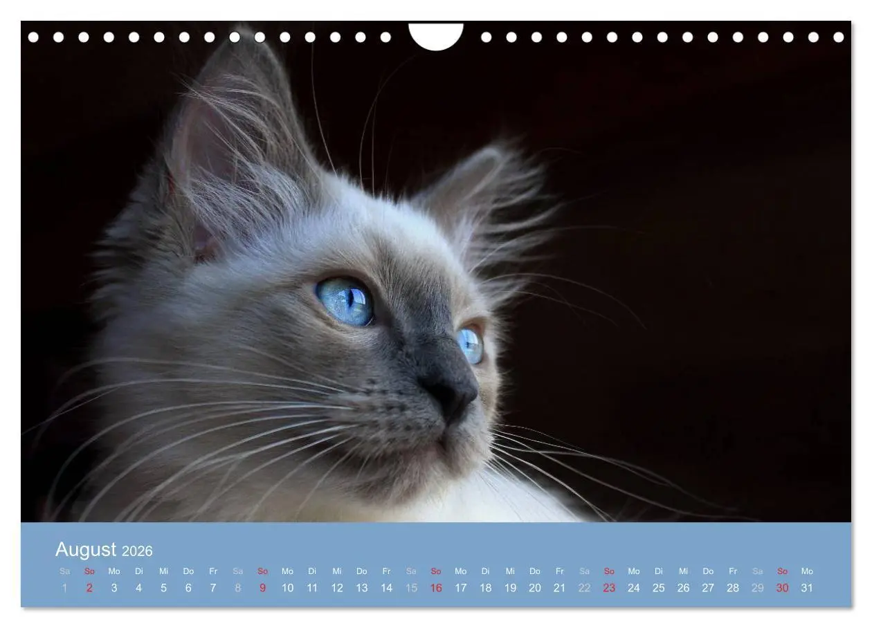 Bild: 9783516153422 | Engel auf 4 Pfoten - Ragdolls 2026 (Wandkalender 2026 DIN A4 quer),...