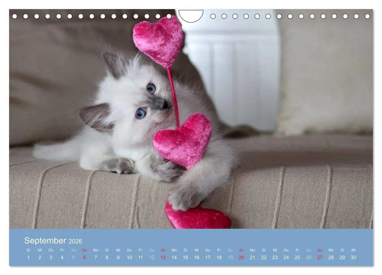 Bild: 9783516153422 | Engel auf 4 Pfoten - Ragdolls 2026 (Wandkalender 2026 DIN A4 quer),...