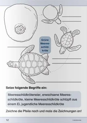 Bild: 9783939293422 | Ich kenne die Meeresschildkröte - Lebenszyklus | Katrin Langhans
