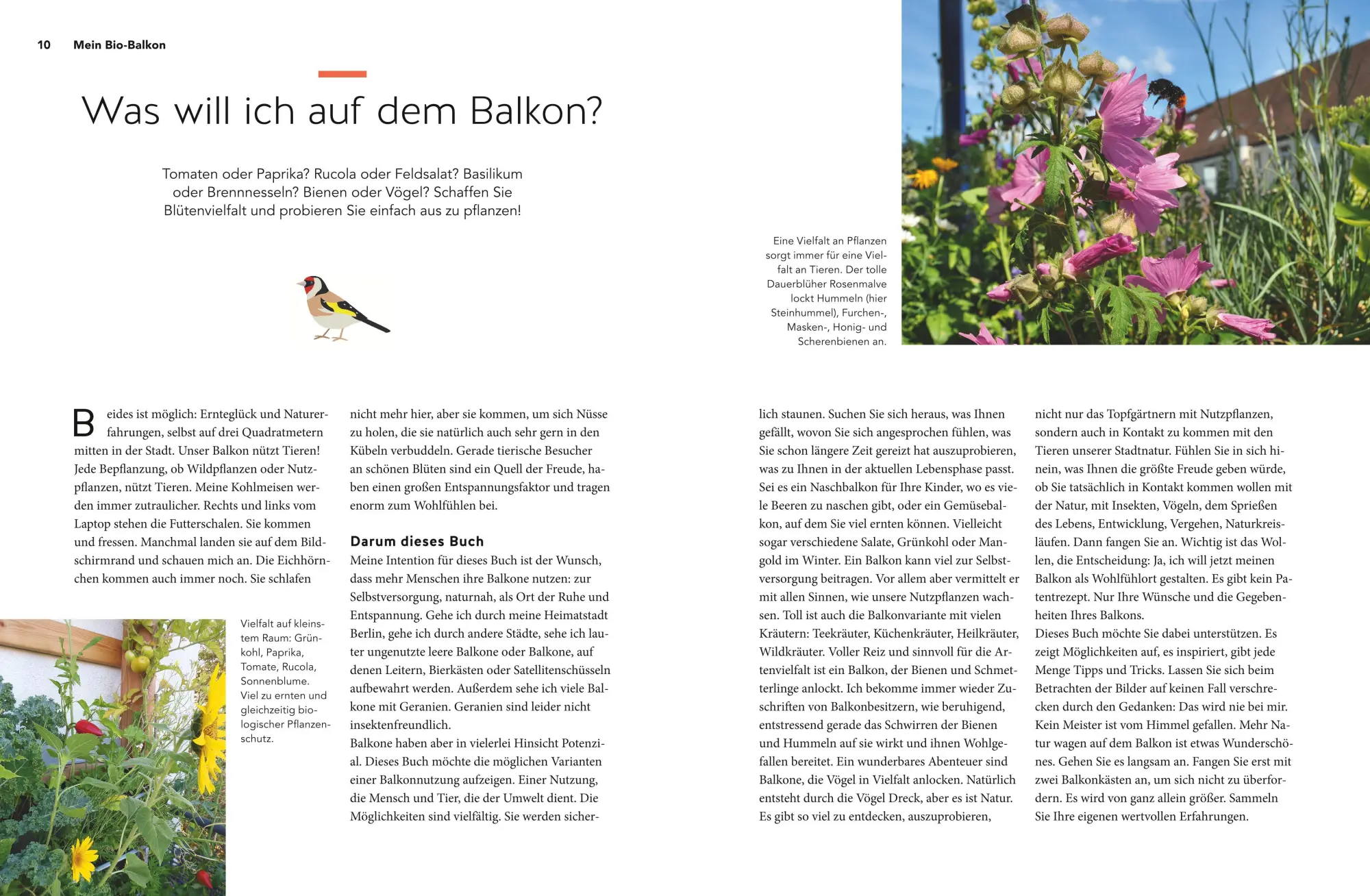 Bild: 9783833873522 | Mein Biotop auf dem Balkon | Birgit Schattling | Buch | 144 S. | 2020