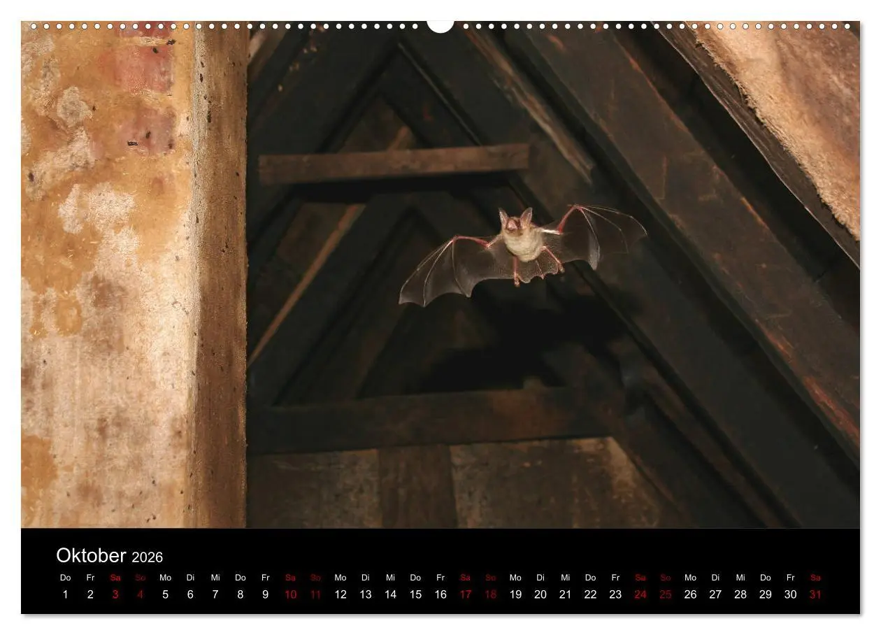 Bild: 9783457733622 | Fledermäuse - Jäger der Nacht (hochwertiger Premium Wandkalender...