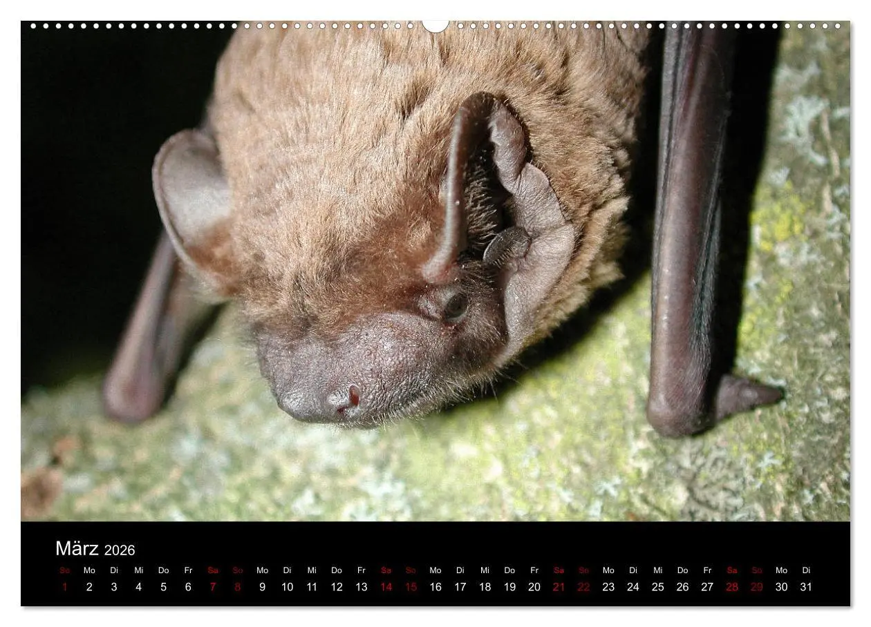 Bild: 9783457733622 | Fledermäuse - Jäger der Nacht (hochwertiger Premium Wandkalender...