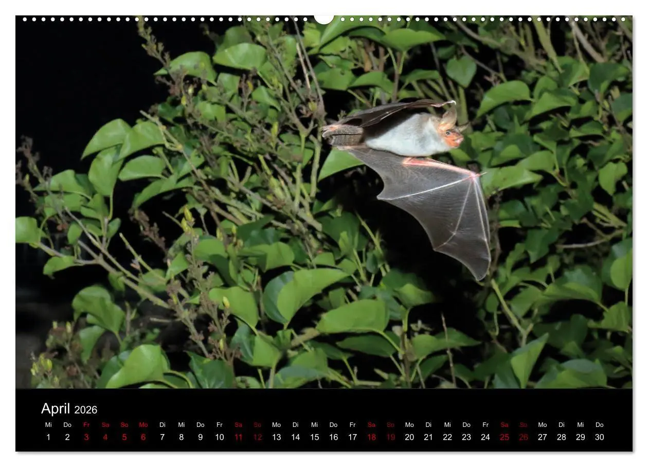 Bild: 9783457733622 | Fledermäuse - Jäger der Nacht (hochwertiger Premium Wandkalender...