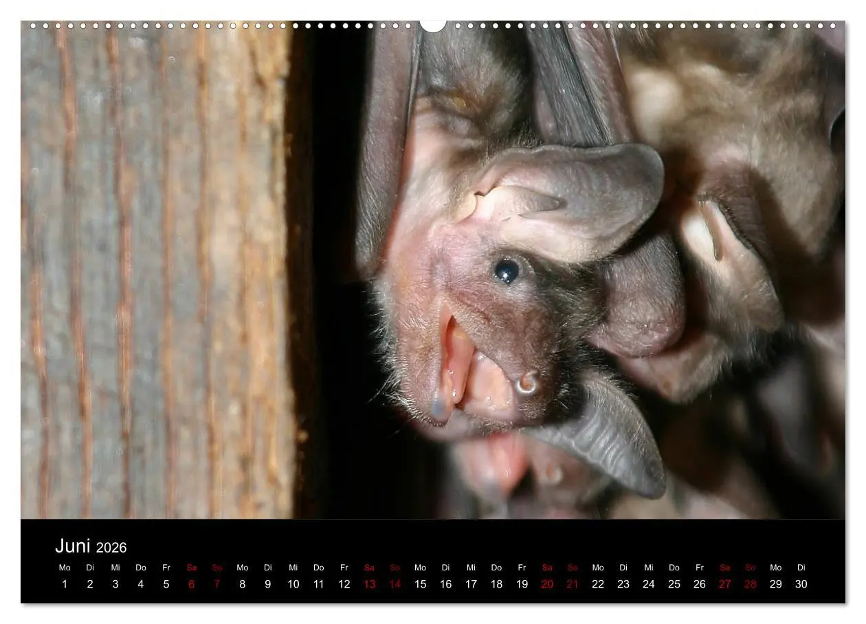 Bild: 9783457733622 | Fledermäuse - Jäger der Nacht (hochwertiger Premium Wandkalender...