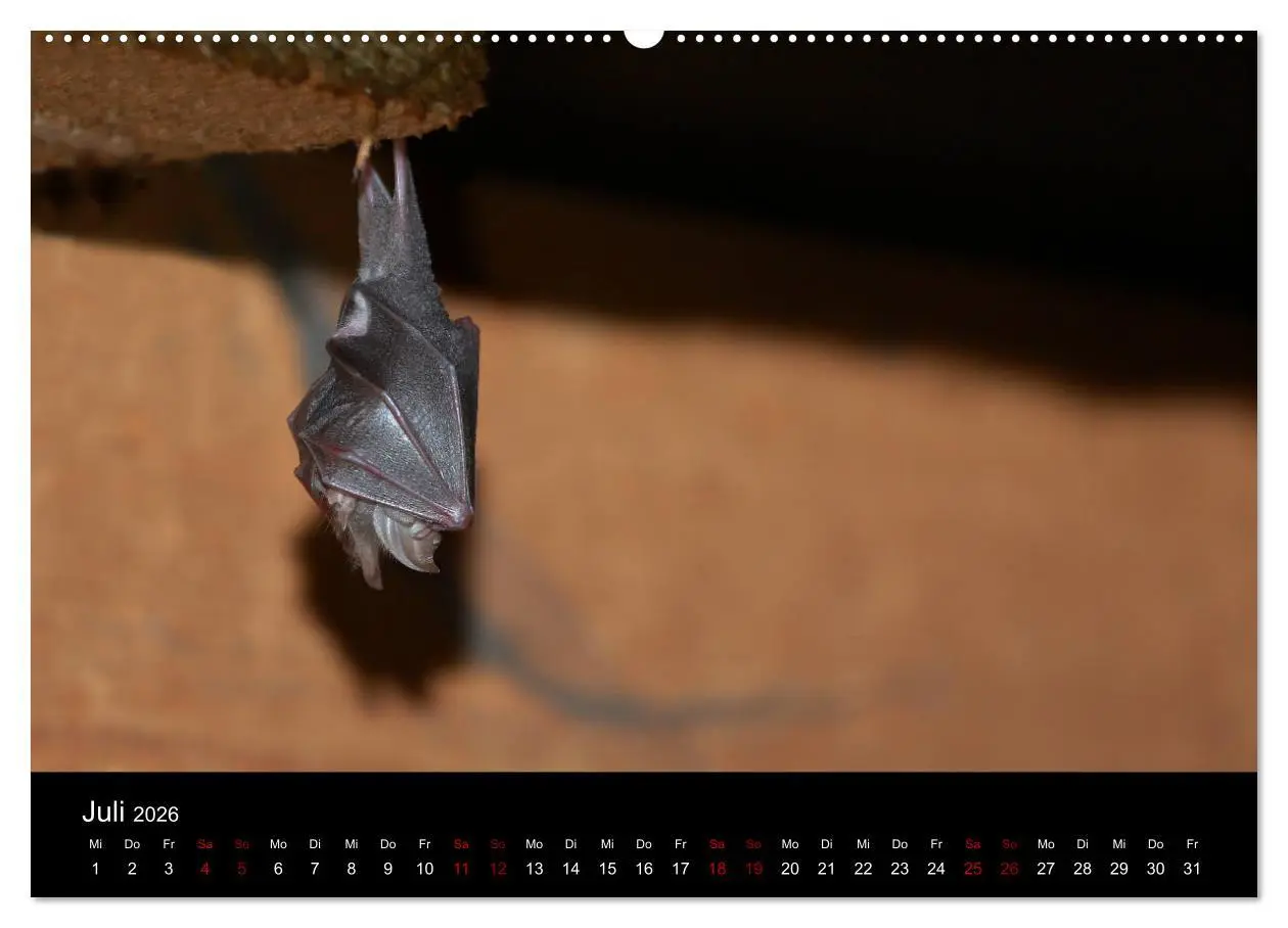 Bild: 9783457733622 | Fledermäuse - Jäger der Nacht (hochwertiger Premium Wandkalender...