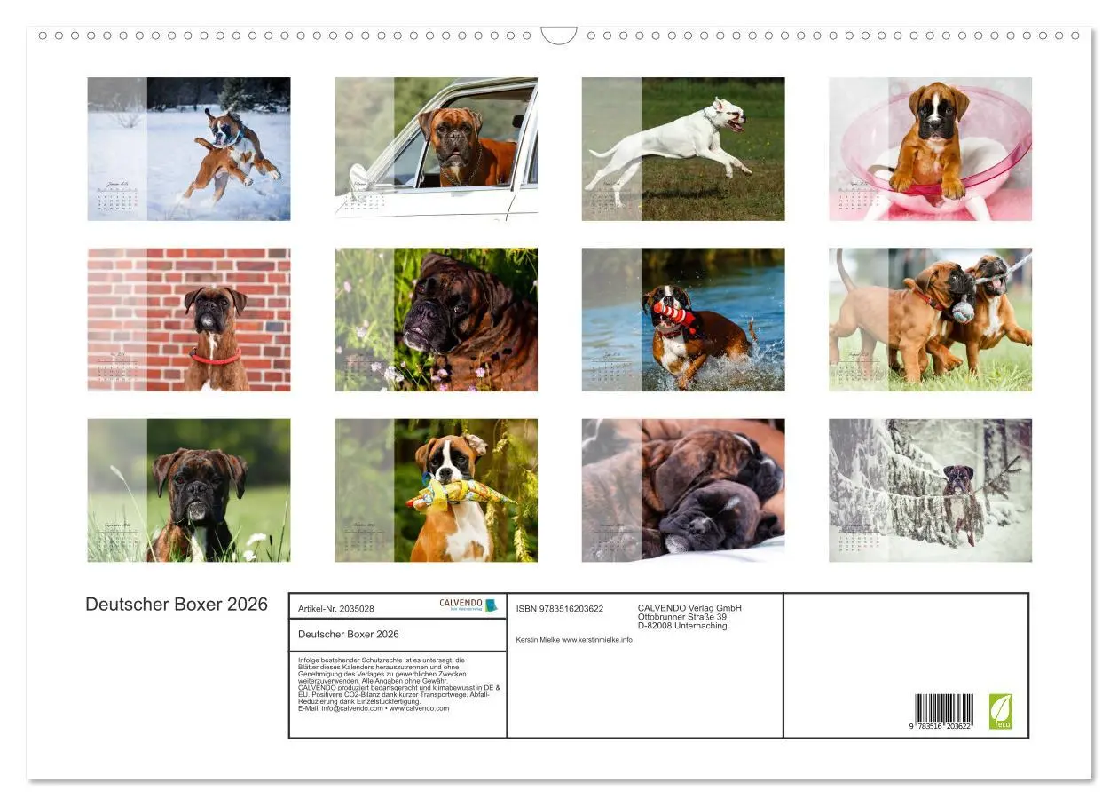 Bild: 9783516203622 | Deutscher Boxer 2026 (Wandkalender 2026 DIN A2 quer), CALVENDO...