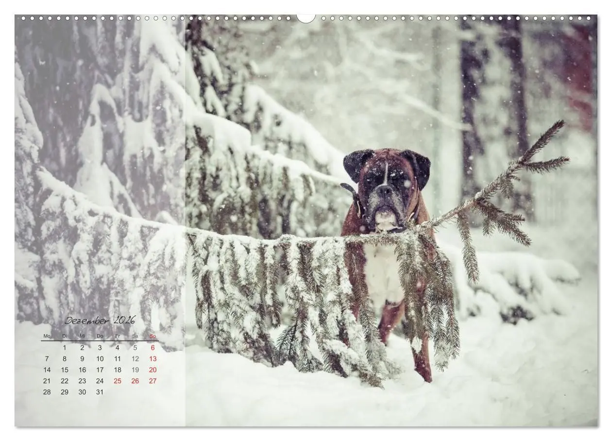 Bild: 9783516203622 | Deutscher Boxer 2026 (Wandkalender 2026 DIN A2 quer), CALVENDO...