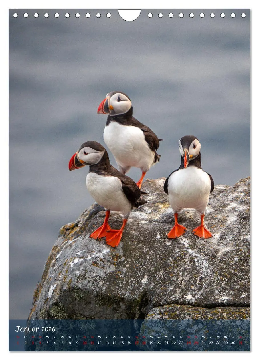 Bild: 9783516293722 | Naturerlebnis Puffin (Wandkalender 2026 DIN A4 hoch), CALVENDO...