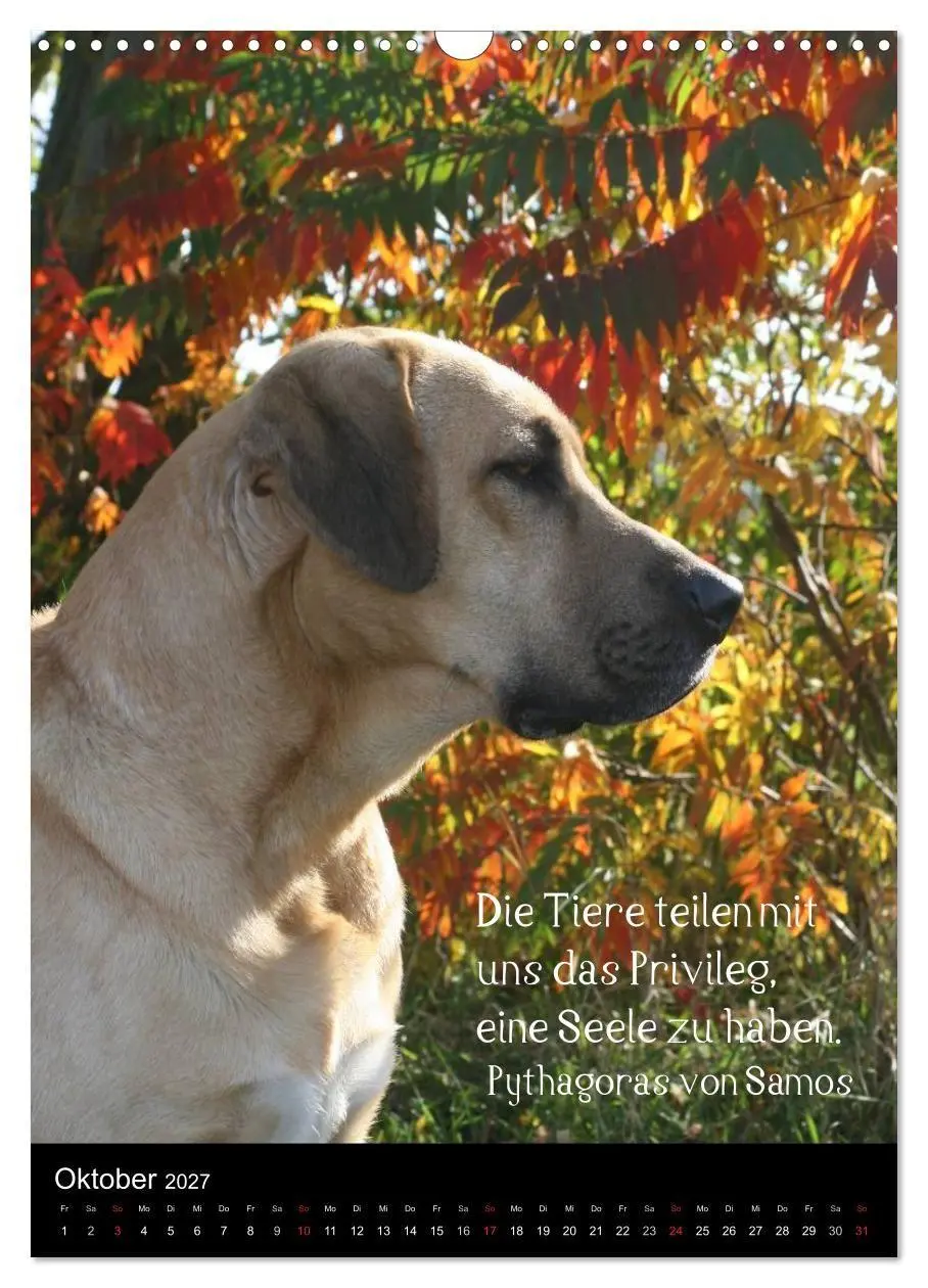 Bild: 9783594103722 | Der Broholmer (Wandkalender 2027 DIN A3 hoch), CALVENDO Monatskalender