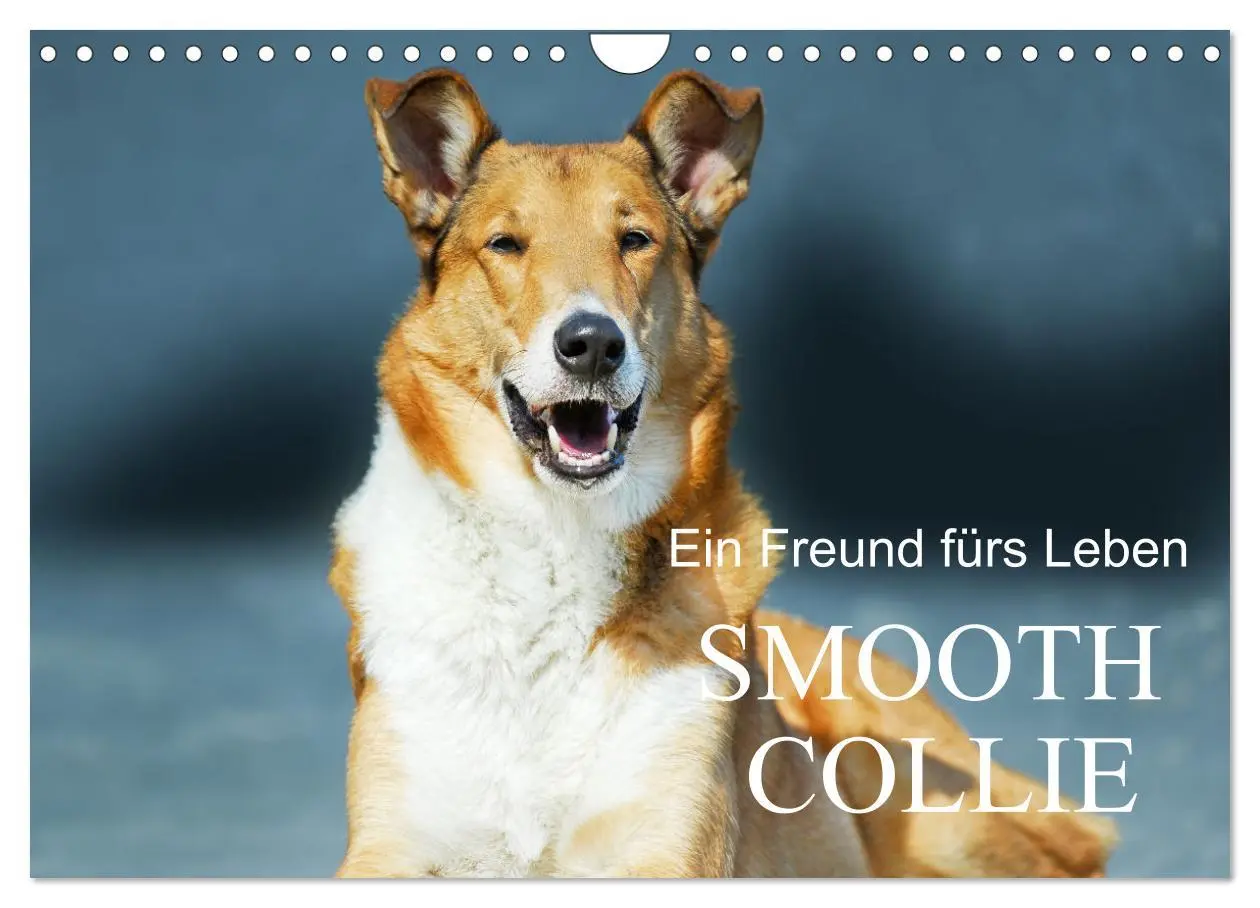 Cover: 9783457323922 | Ein Freund fürs Leben - Smooth Collie (Wandkalender 2026 DIN A4...