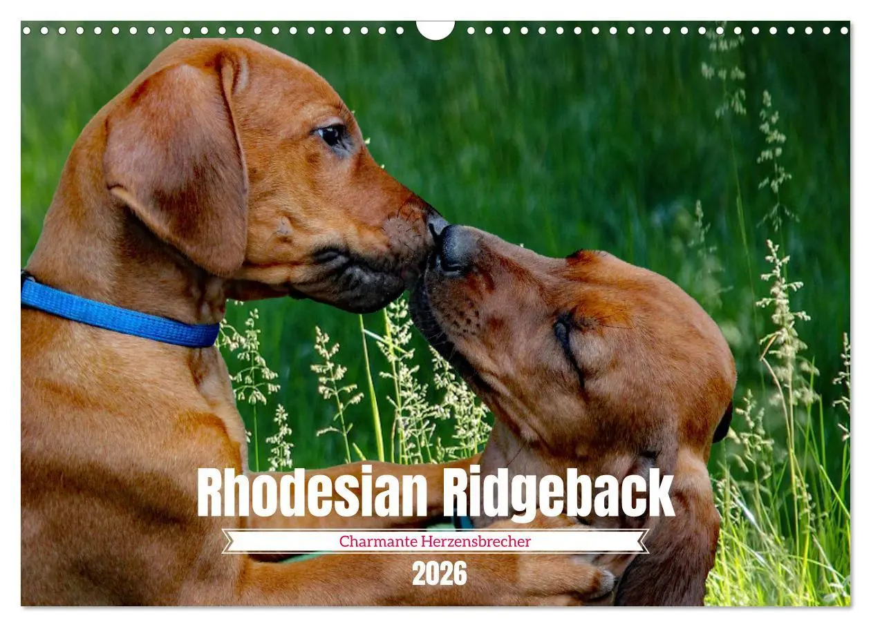 Cover: 9783457563922 | Rhodesian Ridgeback, Charmante Herzensbrecher (Wandkalender 2026...