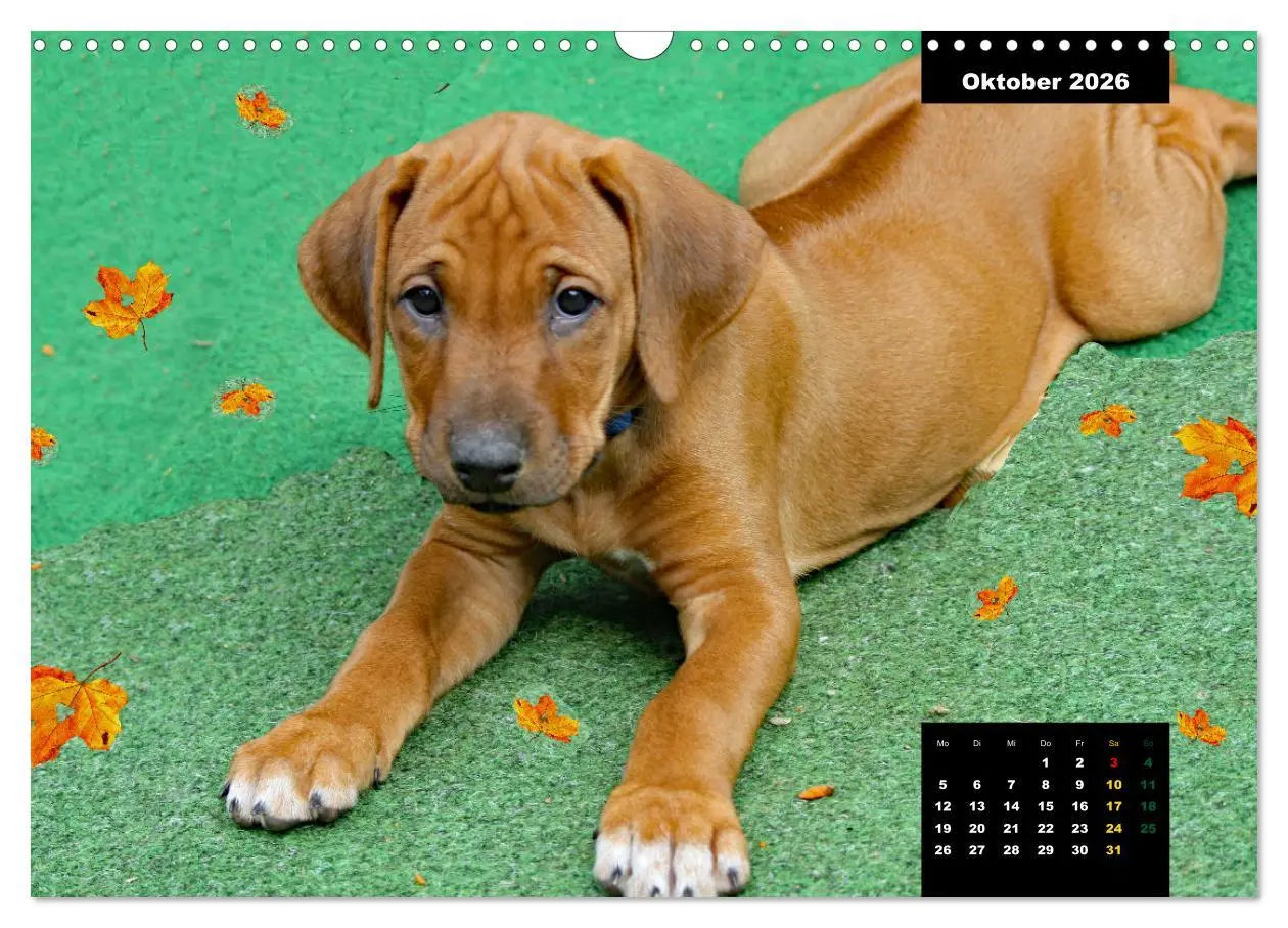 Bild: 9783457563922 | Rhodesian Ridgeback, Charmante Herzensbrecher (Wandkalender 2026...