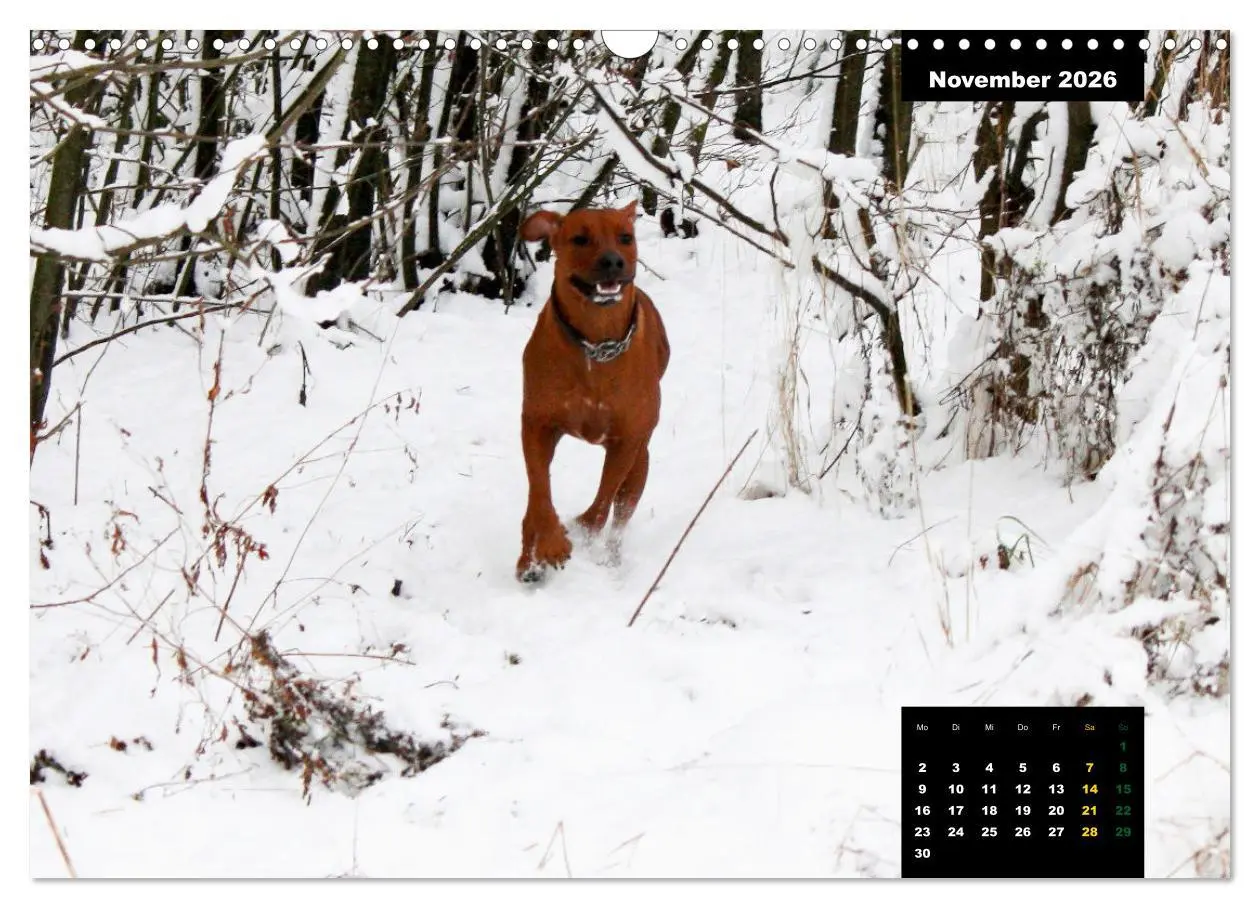 Bild: 9783457563922 | Rhodesian Ridgeback, Charmante Herzensbrecher (Wandkalender 2026...