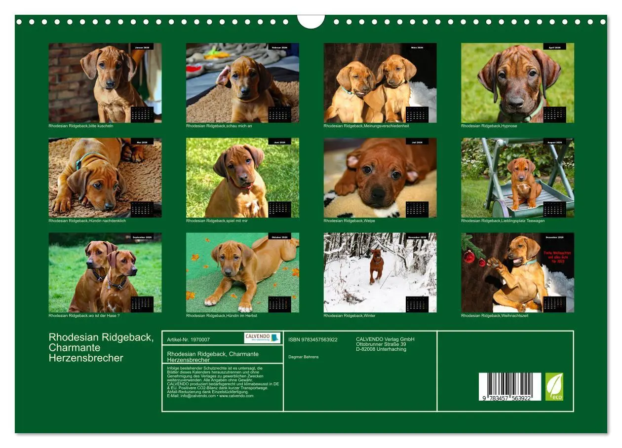 Bild: 9783457563922 | Rhodesian Ridgeback, Charmante Herzensbrecher (Wandkalender 2026...