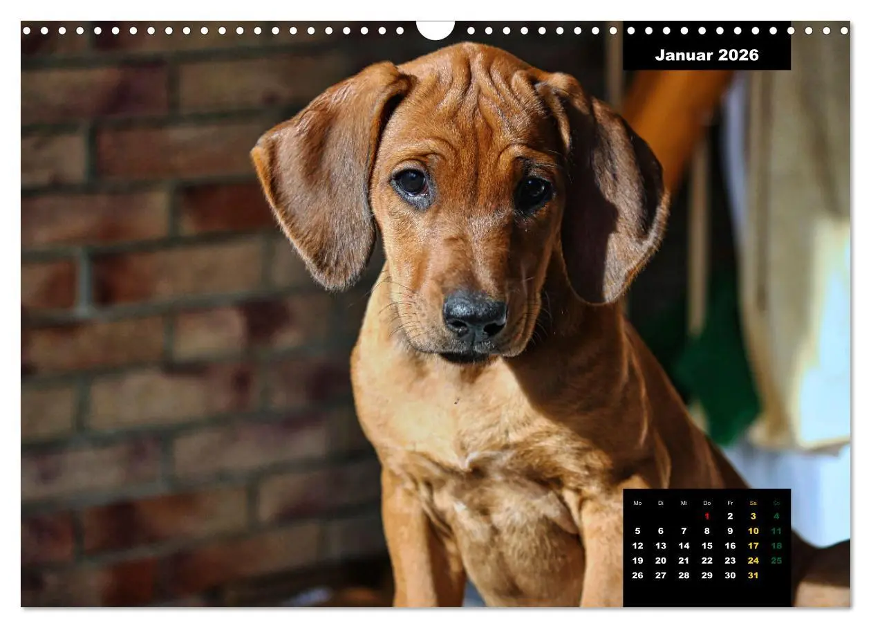 Bild: 9783457563922 | Rhodesian Ridgeback, Charmante Herzensbrecher (Wandkalender 2026...