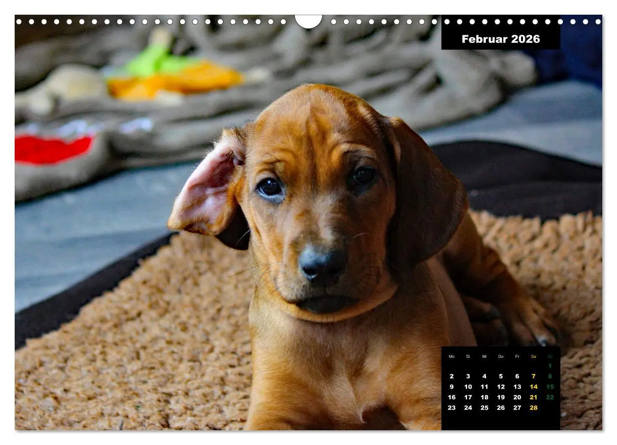 Bild: 9783457563922 | Rhodesian Ridgeback, Charmante Herzensbrecher (Wandkalender 2026...