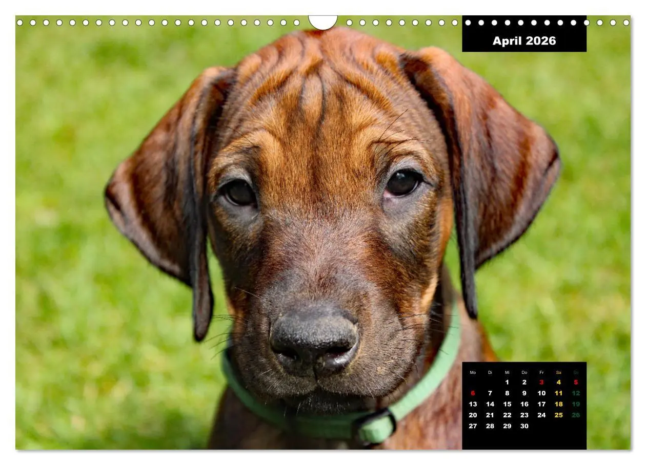 Bild: 9783457563922 | Rhodesian Ridgeback, Charmante Herzensbrecher (Wandkalender 2026...