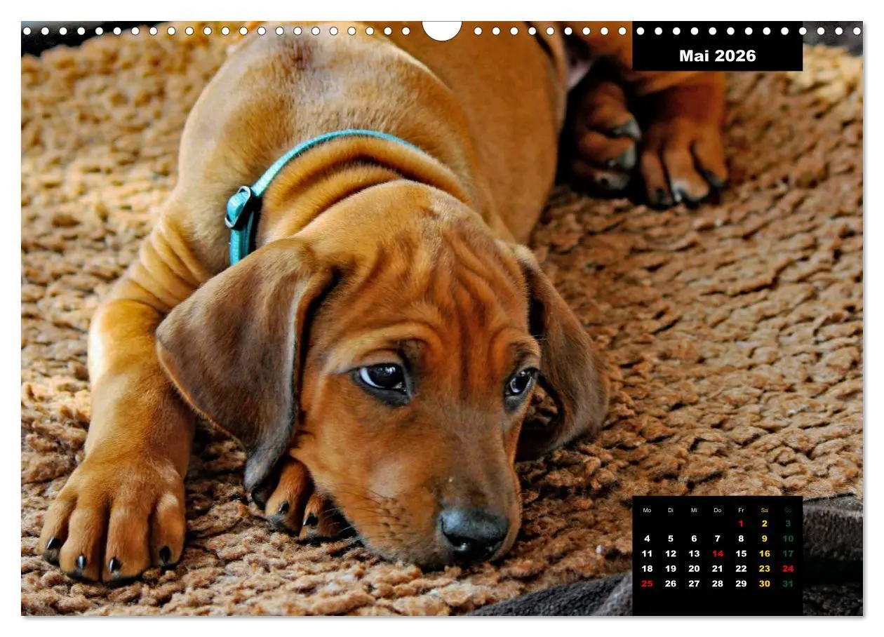 Bild: 9783457563922 | Rhodesian Ridgeback, Charmante Herzensbrecher (Wandkalender 2026...