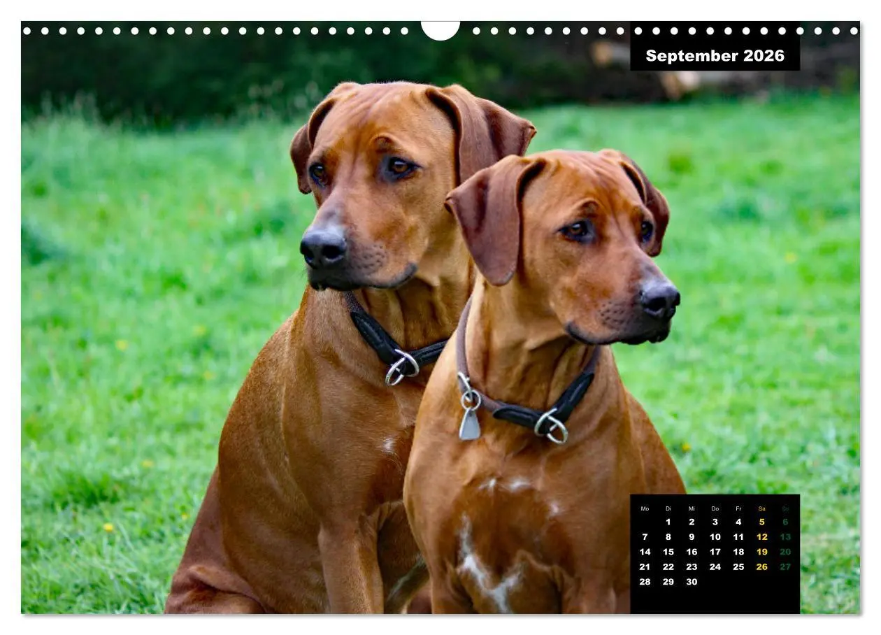 Bild: 9783457563922 | Rhodesian Ridgeback, Charmante Herzensbrecher (Wandkalender 2026...