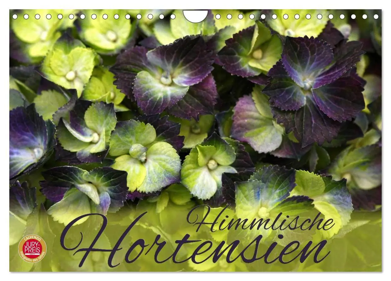 Cover: 9783516094022 | Himmlische Hortensien (Wandkalender 2026 DIN A4 quer), CALVENDO...