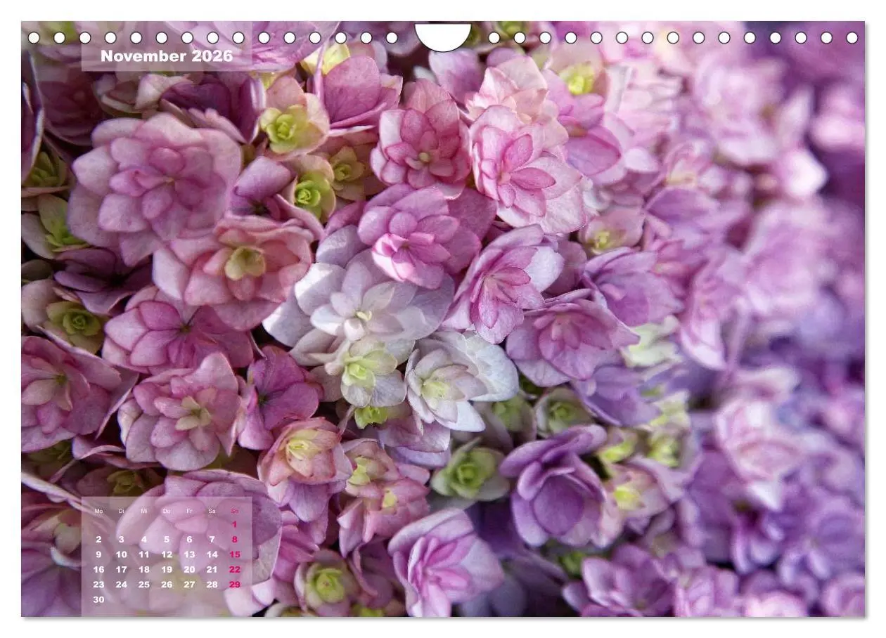 Bild: 9783516094022 | Himmlische Hortensien (Wandkalender 2026 DIN A4 quer), CALVENDO...