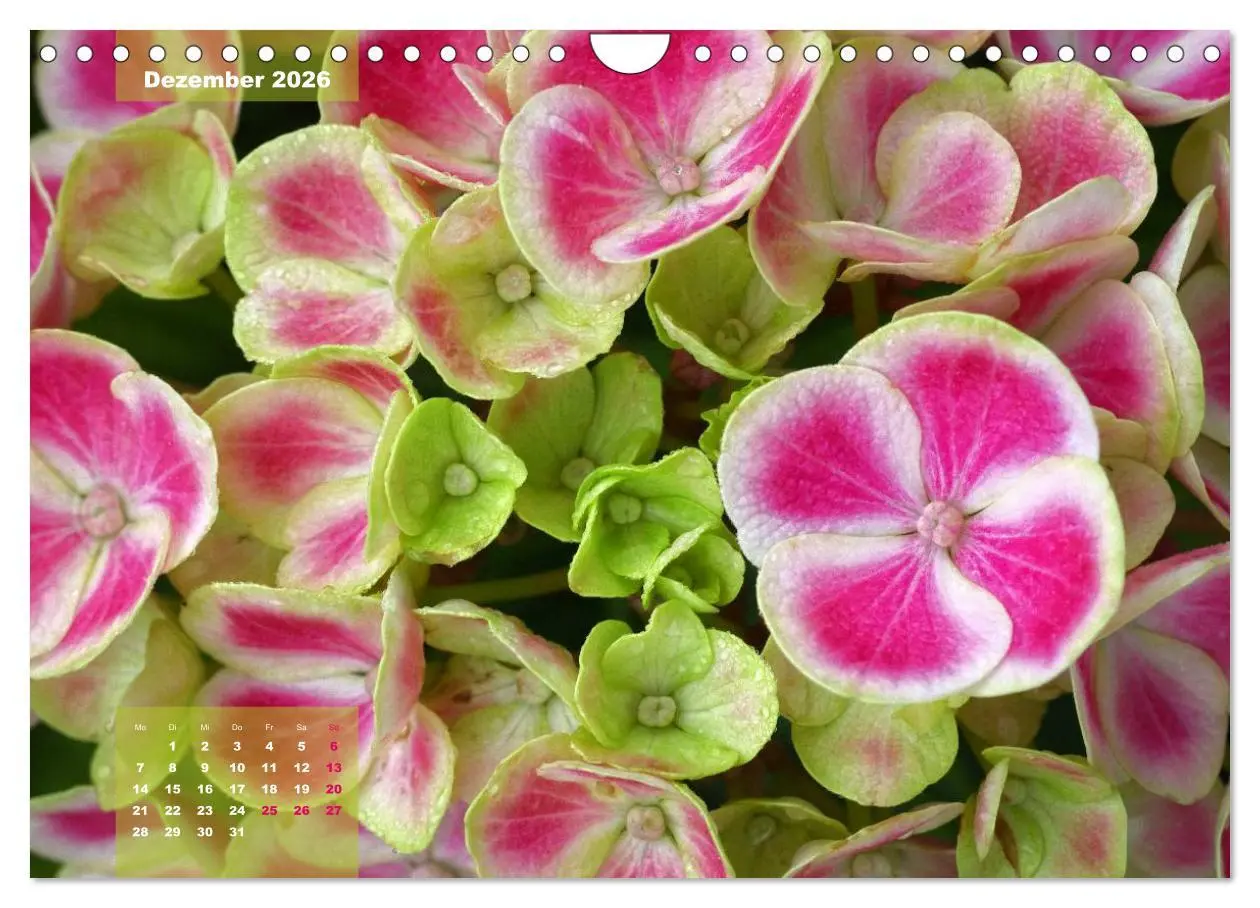 Bild: 9783516094022 | Himmlische Hortensien (Wandkalender 2026 DIN A4 quer), CALVENDO...