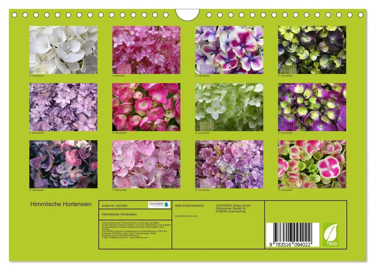 Bild: 9783516094022 | Himmlische Hortensien (Wandkalender 2026 DIN A4 quer), CALVENDO...