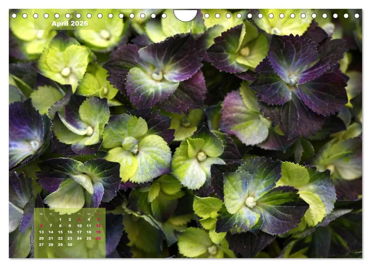 Bild: 9783516094022 | Himmlische Hortensien (Wandkalender 2026 DIN A4 quer), CALVENDO...
