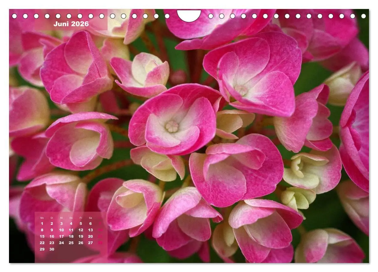 Bild: 9783516094022 | Himmlische Hortensien (Wandkalender 2026 DIN A4 quer), CALVENDO...
