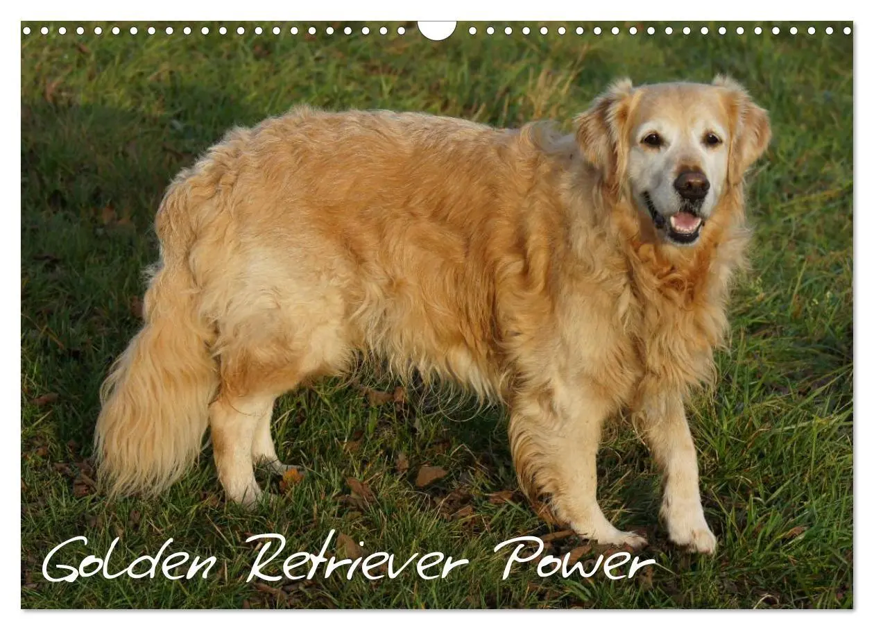 Cover: 9783516234022 | Golden Retriever Power (Wandkalender 2026 DIN A3 quer), CALVENDO...