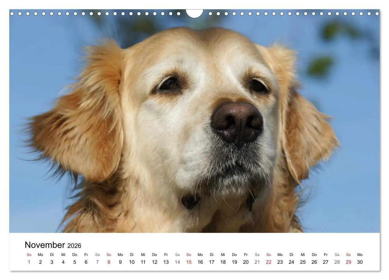 Bild: 9783516234022 | Golden Retriever Power (Wandkalender 2026 DIN A3 quer), CALVENDO...