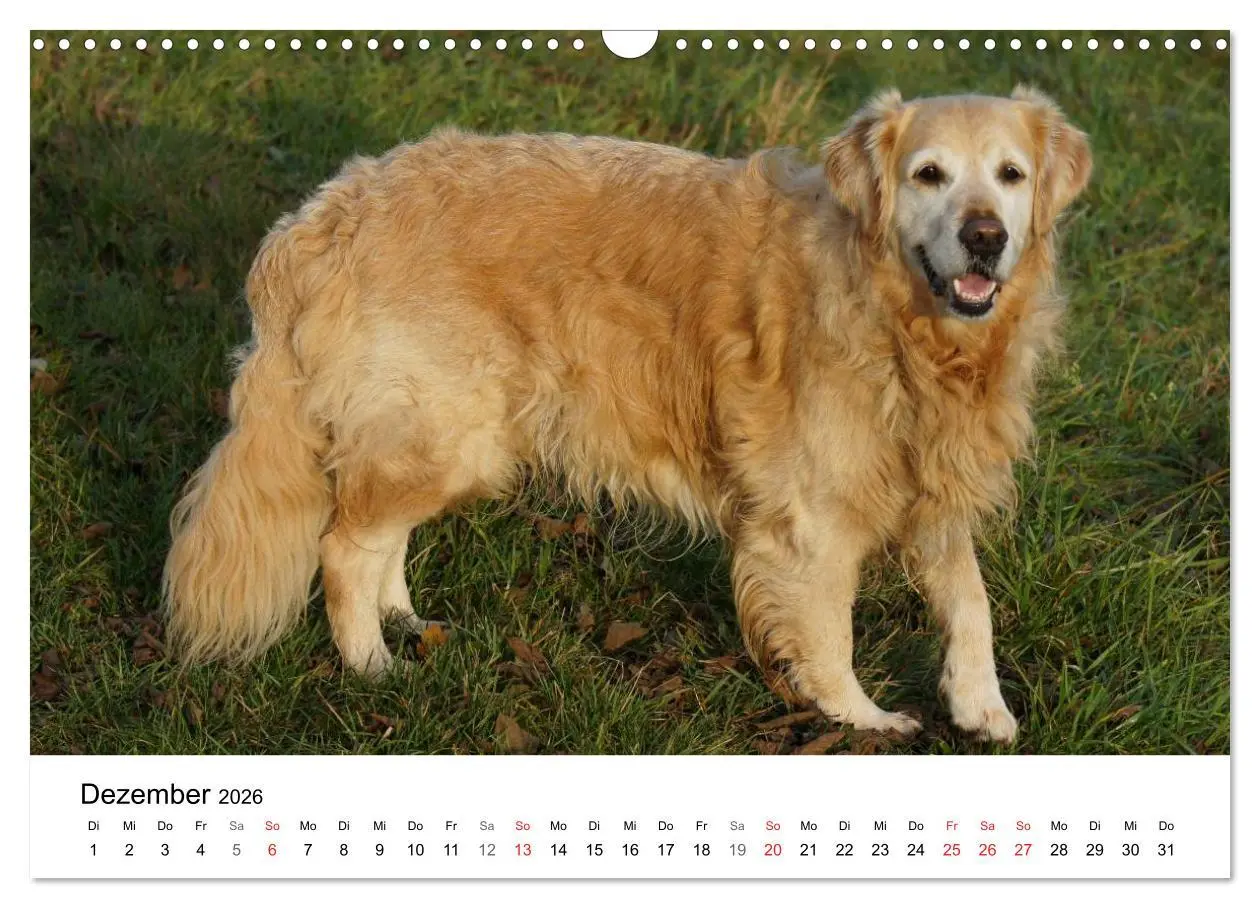 Bild: 9783516234022 | Golden Retriever Power (Wandkalender 2026 DIN A3 quer), CALVENDO...