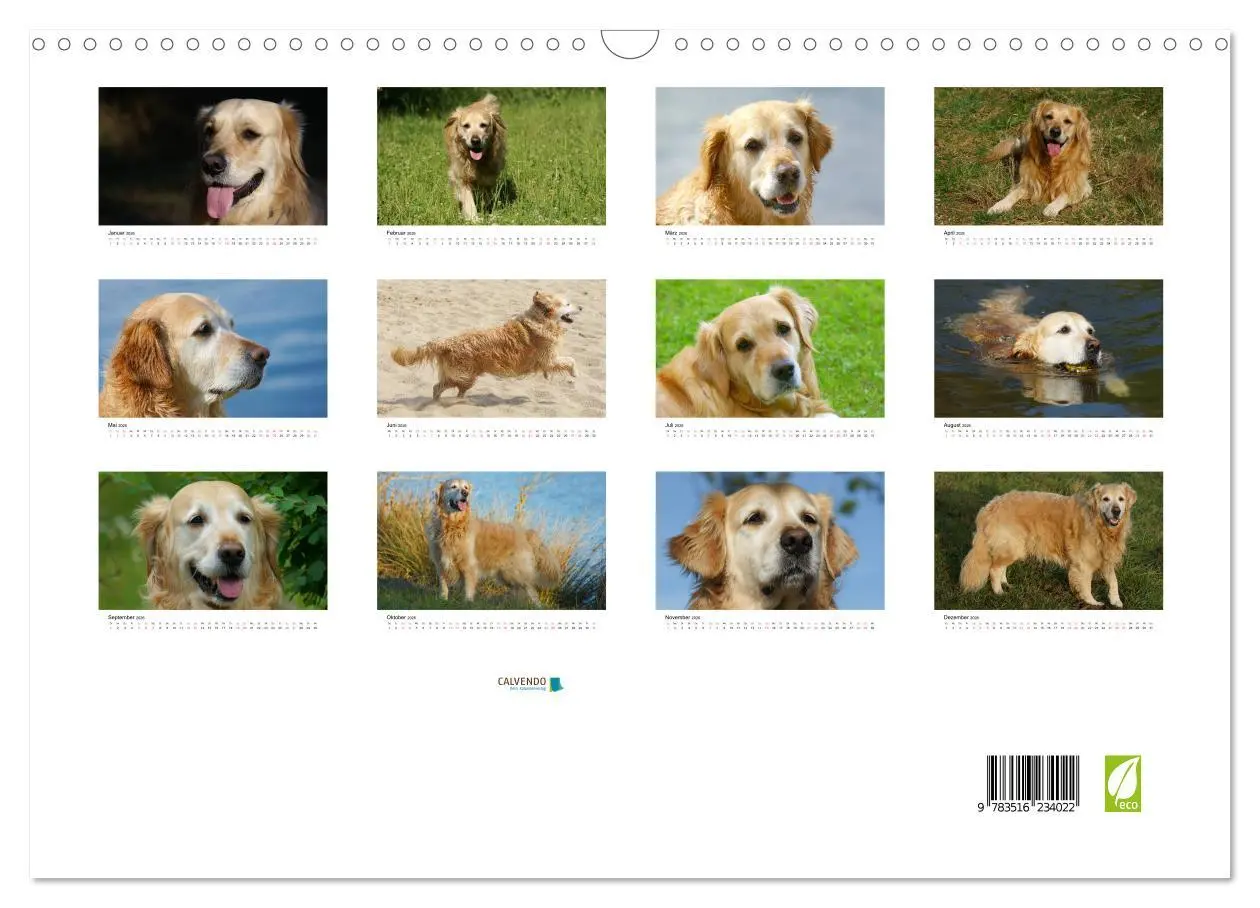 Bild: 9783516234022 | Golden Retriever Power (Wandkalender 2026 DIN A3 quer), CALVENDO...
