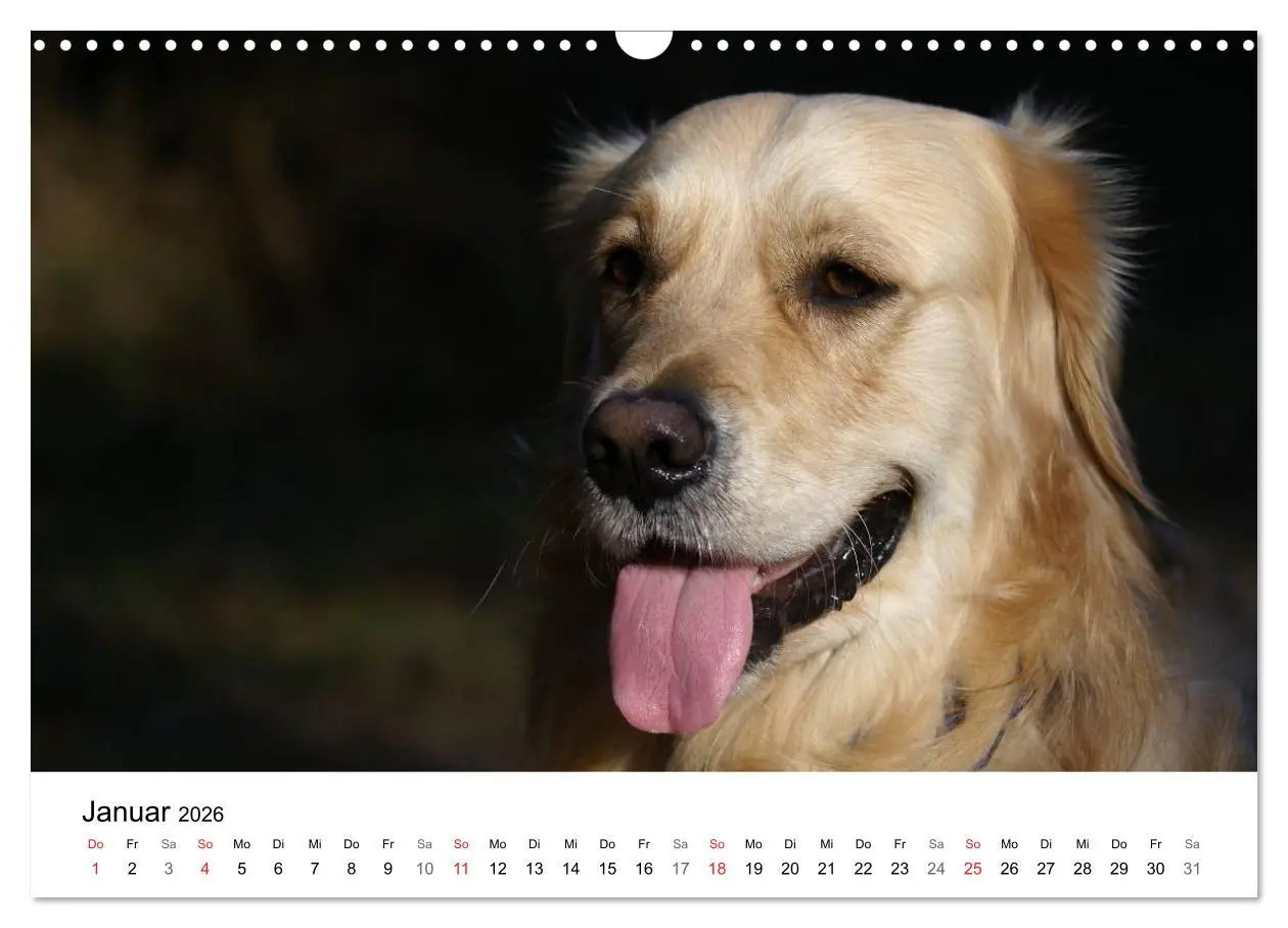 Bild: 9783516234022 | Golden Retriever Power (Wandkalender 2026 DIN A3 quer), CALVENDO...
