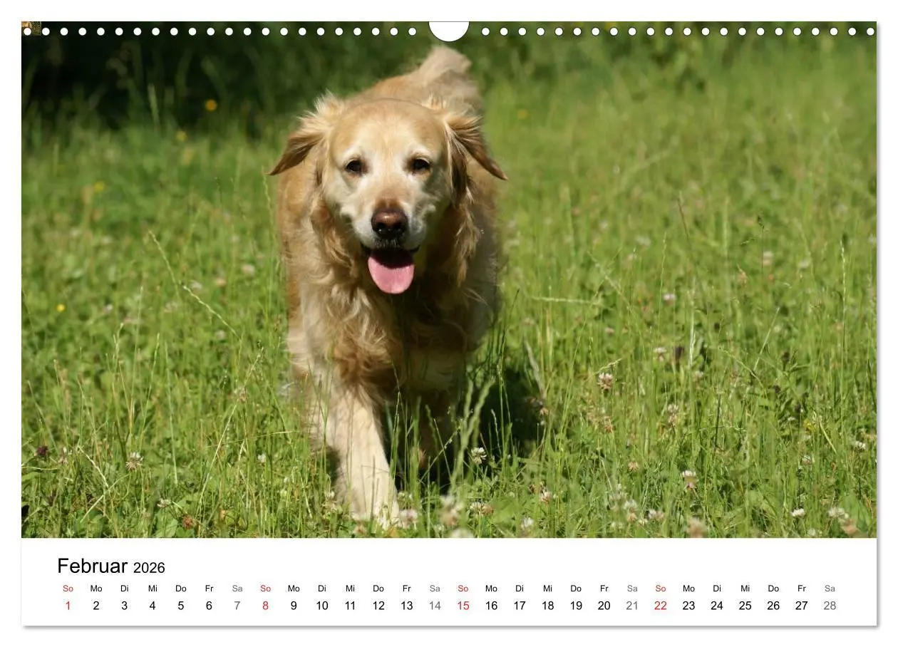 Bild: 9783516234022 | Golden Retriever Power (Wandkalender 2026 DIN A3 quer), CALVENDO...