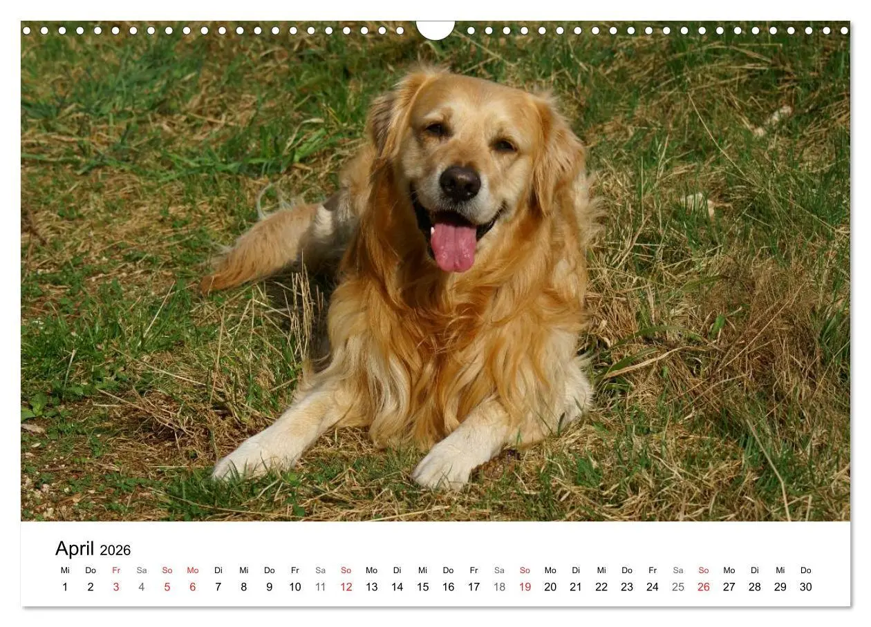 Bild: 9783516234022 | Golden Retriever Power (Wandkalender 2026 DIN A3 quer), CALVENDO...