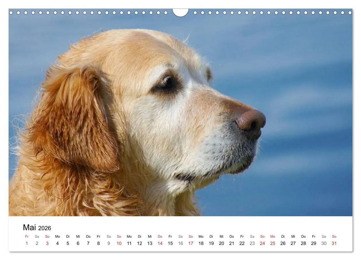 Bild: 9783516234022 | Golden Retriever Power (Wandkalender 2026 DIN A3 quer), CALVENDO...