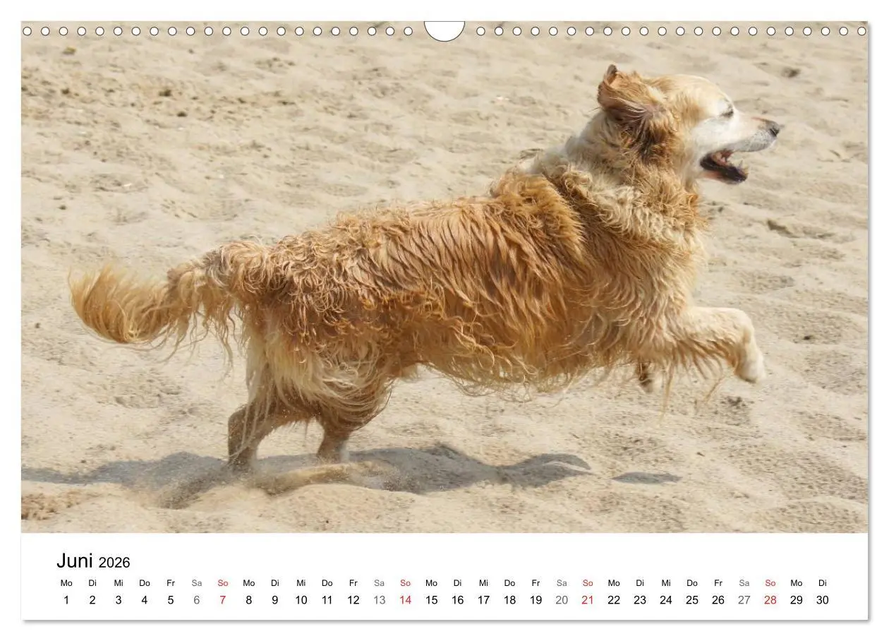 Bild: 9783516234022 | Golden Retriever Power (Wandkalender 2026 DIN A3 quer), CALVENDO...