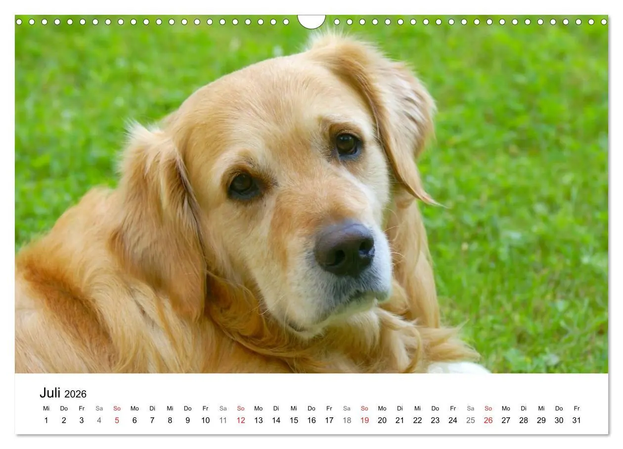 Bild: 9783516234022 | Golden Retriever Power (Wandkalender 2026 DIN A3 quer), CALVENDO...