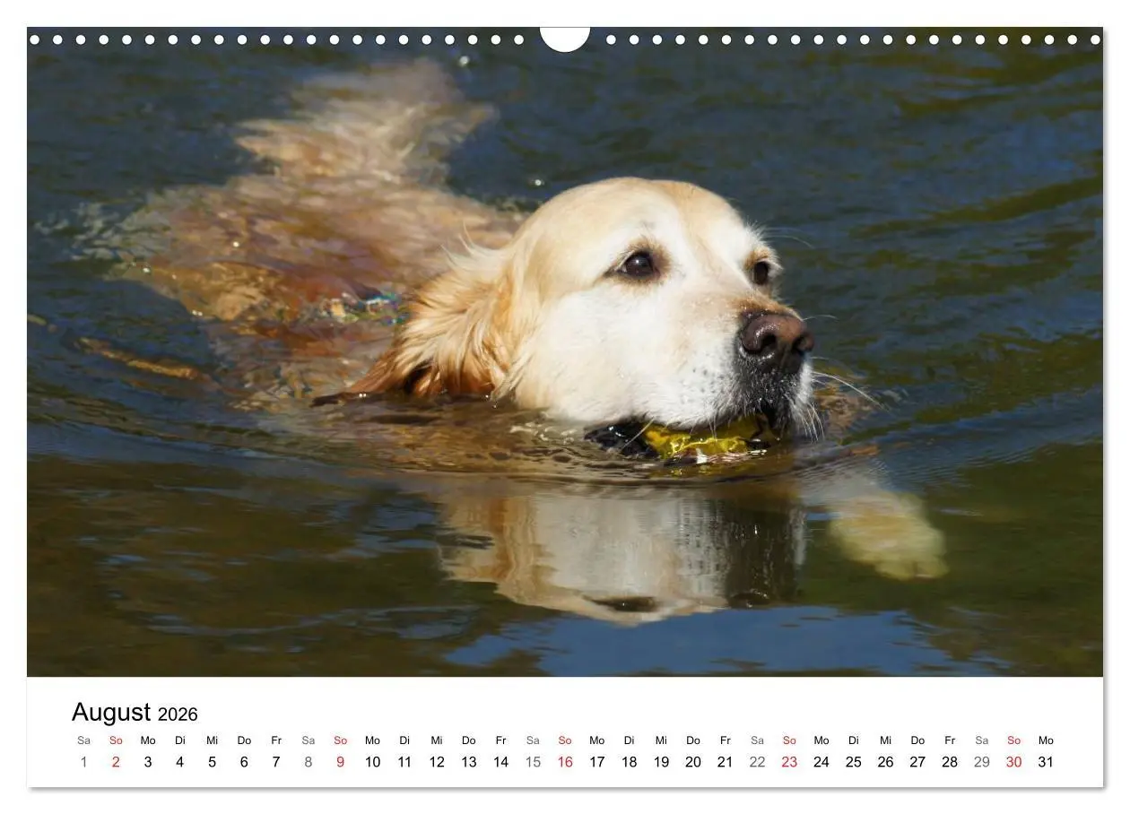 Bild: 9783516234022 | Golden Retriever Power (Wandkalender 2026 DIN A3 quer), CALVENDO...