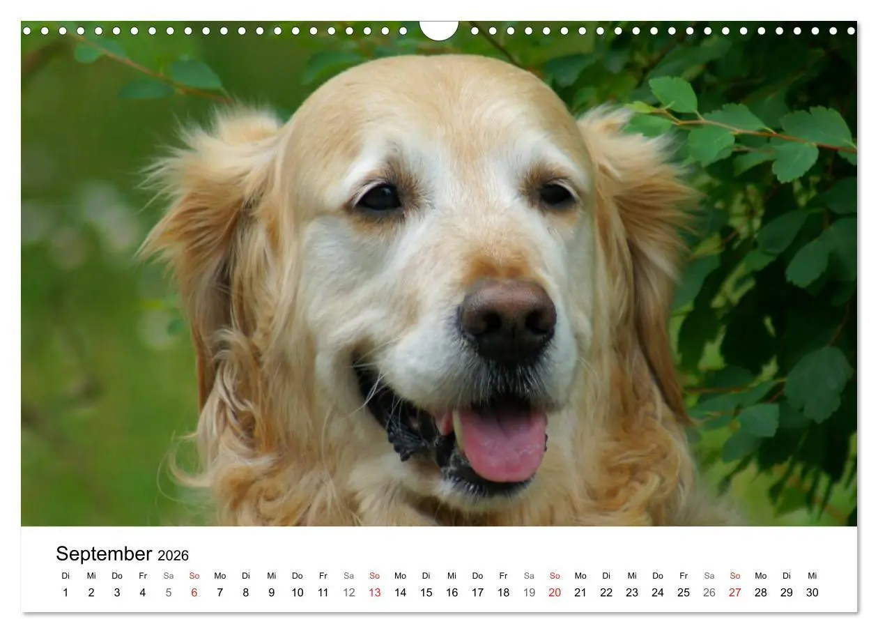 Bild: 9783516234022 | Golden Retriever Power (Wandkalender 2026 DIN A3 quer), CALVENDO...