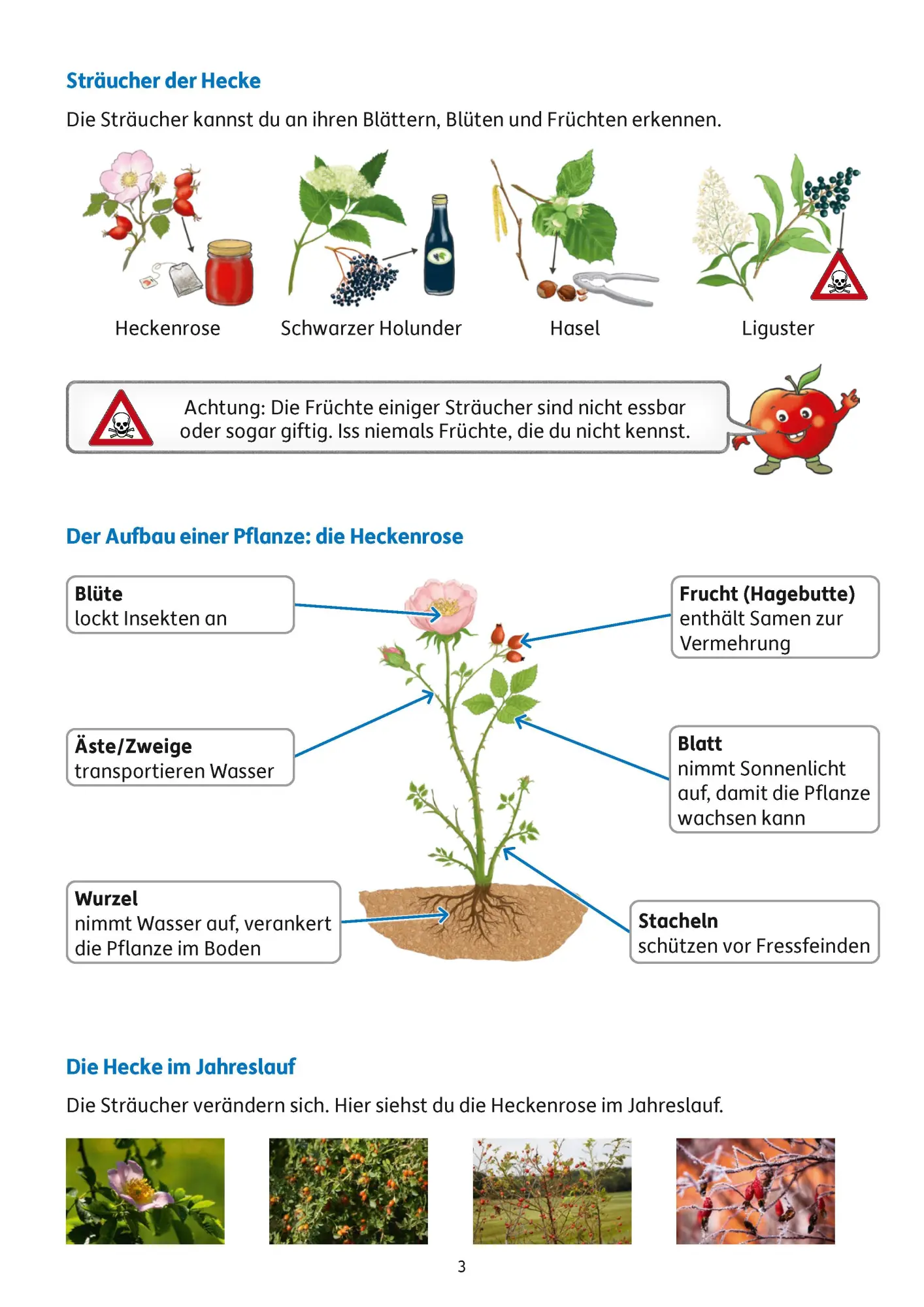 Bild: 9783881004022 | Übungsheft mit Tests im Sachunterricht 2. Klasse | Sibylle Dürr | 2023