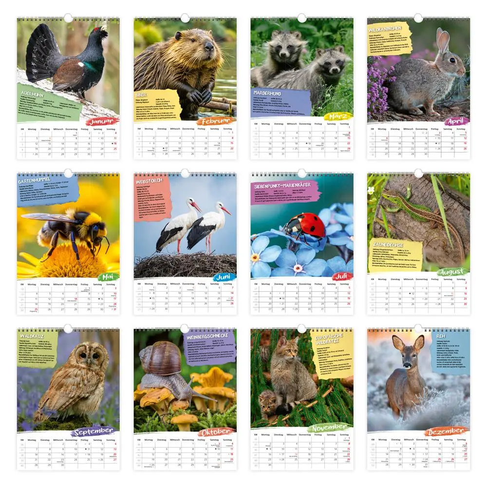 Bild: 9783988024022 | Trötsch Classickalender Heimische Tierwelt 2026 | Wandkalender | KG
