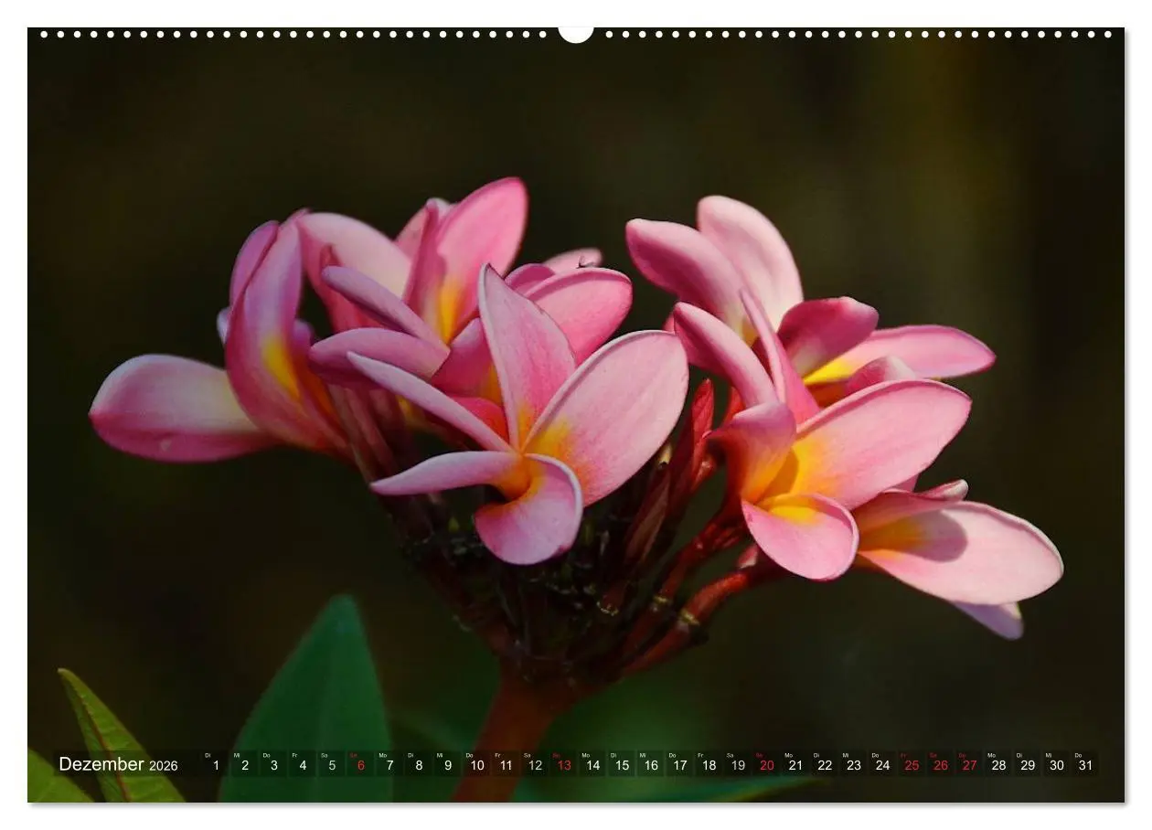 Bild: 9783457994122 | Tansania - Faszinierendes Afrika (Wandkalender 2026 DIN A2 quer),...